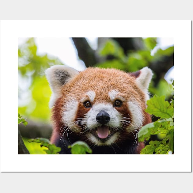 Red Panda Wall Art by kawaii_shop